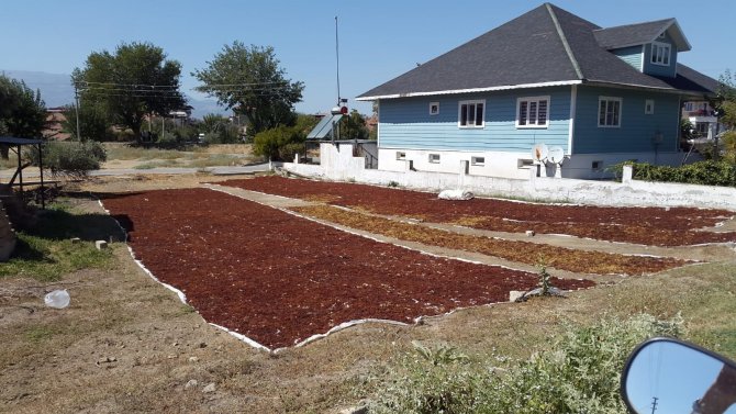 Sarıgöl’de Üzüm Sergi Alanları Şehre Taştı