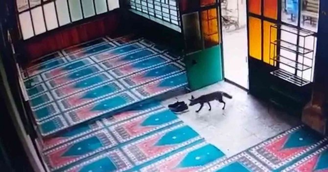 Kurnaz Tilki Önce Cami İmamının Ayakkabısını, Sonra Köyün Tavuğunu Çaldı