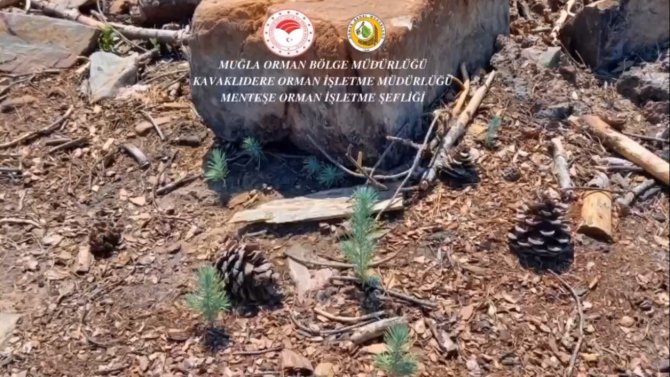 Kavaklıdere’de Yanan Alanlarda Çalışmalar Sürüyor