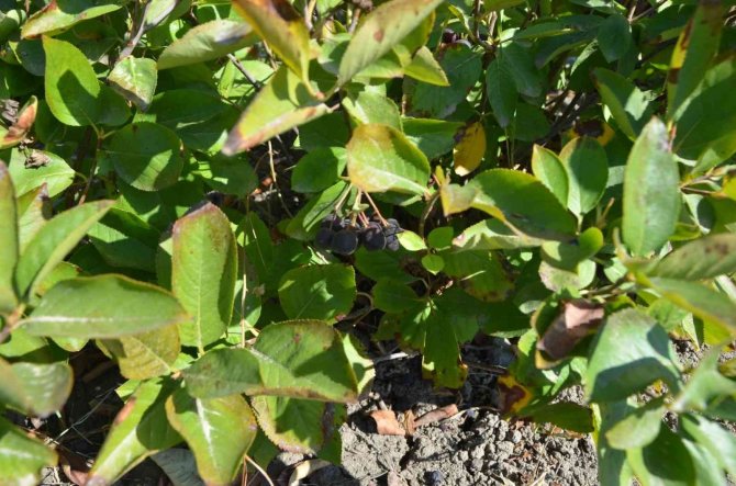 Köyceğiz’de Aronya Hasadı Gerçekleşti