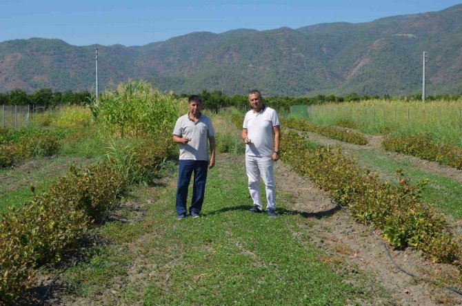 Köyceğiz’de Aronya Hasadı Gerçekleşti