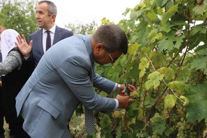 Safranbolu’nun Yerel Ürünü ’Çavuş Üzümü’ne Coğrafi İşaret
