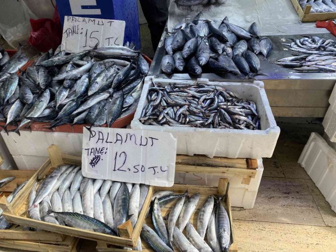 Sinop’ta Az Miktarda Avlanan Hamsinin Kilosu 50 Tl