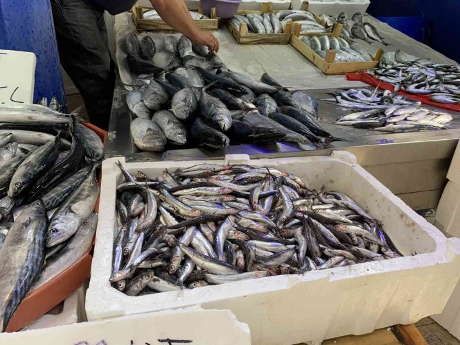 Sinop’ta Az Miktarda Avlanan Hamsinin Kilosu 50 Tl