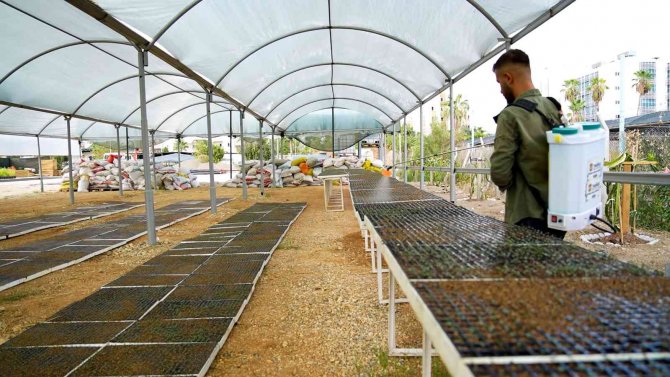Tarsus’ta Belediyeye Ait Fidanlıklarda Tarımsal Üretime Destek Veriliyor