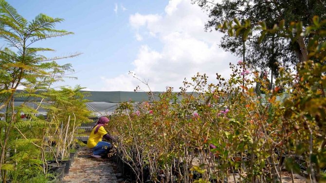 Tarsus’ta Belediyeye Ait Fidanlıklarda Tarımsal Üretime Destek Veriliyor