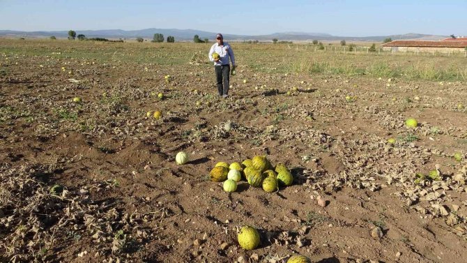 Kütahya’nın Meşhur ’Terziler Kavunu’ Tezgahlardaki Yerini Aldı