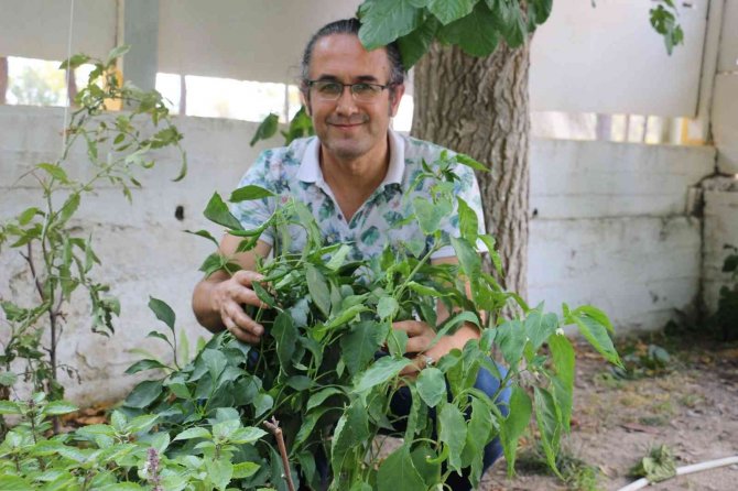Üzümün Başkentinde Biber Hasadı Başladı