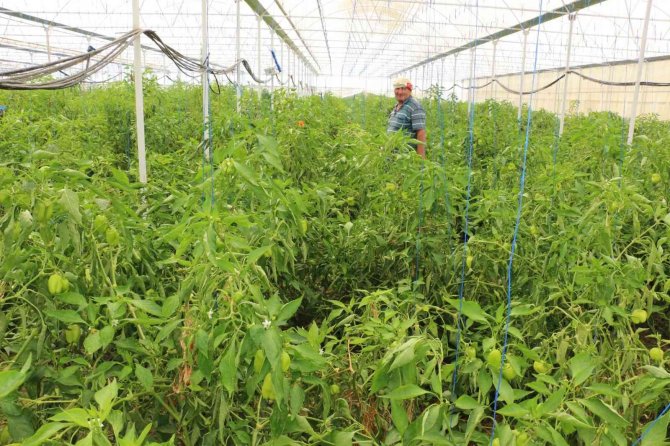 Üzümün Başkentinde Biber Hasadı Başladı