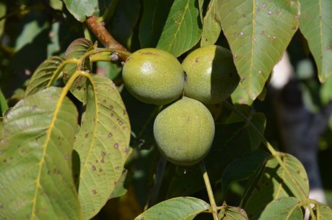 ’Kabuğuna Sığmayan Lezzetin Hasadı Başladı