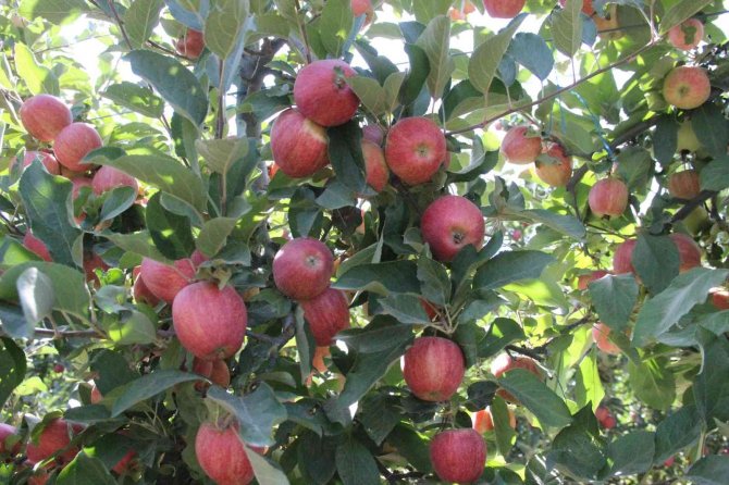 Karaman’da Dalları Elma Bastı