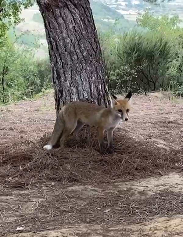 Yalova’da Aç Tilkiyi Elleriyle Beslediler
