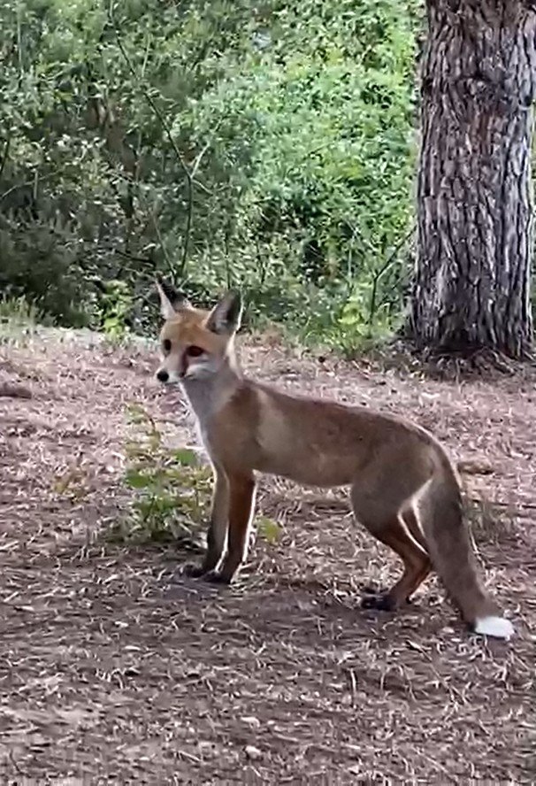 Yalova’da Aç Tilkiyi Elleriyle Beslediler