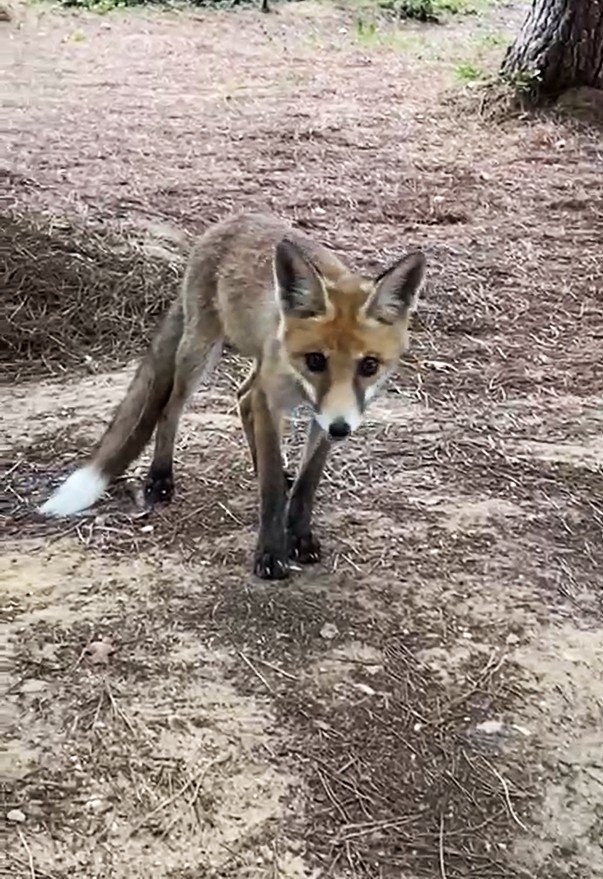Yalova’da Aç Tilkiyi Elleriyle Beslediler