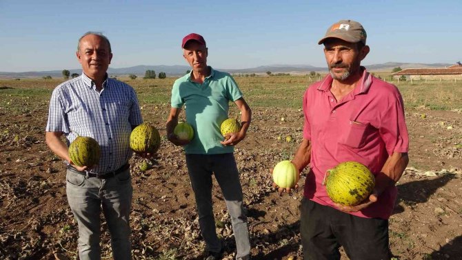 Kütahya’nın Meşhur ’Terziler Kavunu’ Tezgahlardaki Yerini Aldı