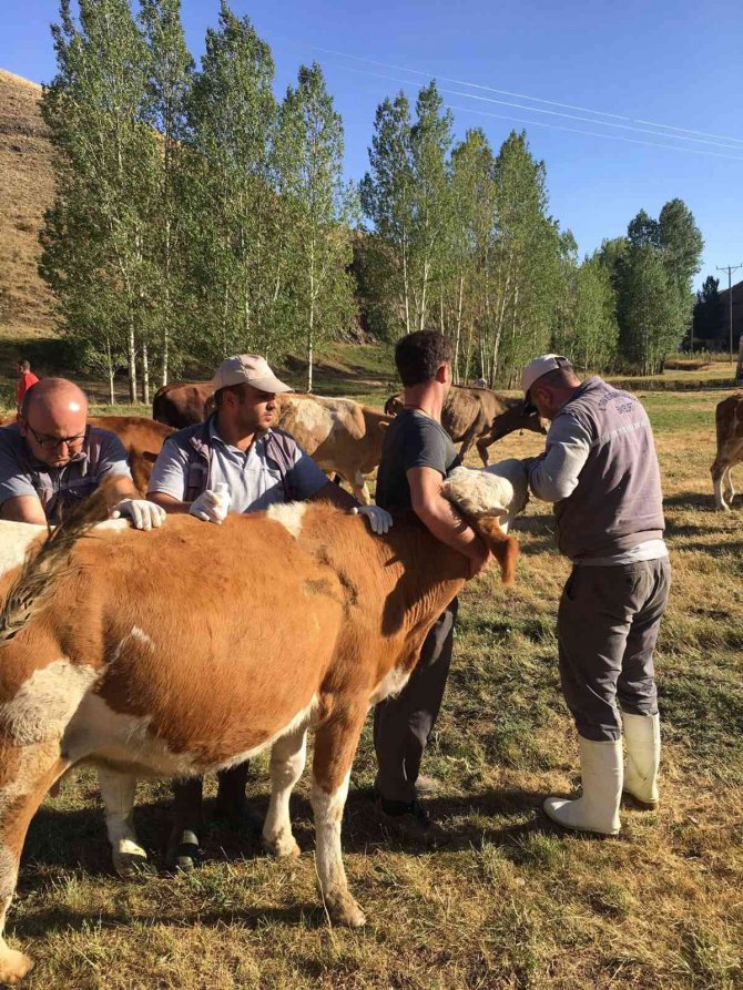 Yoncadan Şişen 60 Büyükbaş Hayvan Kurtarıldı