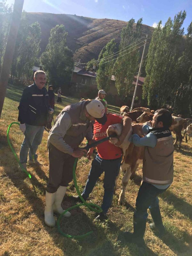 Yoncadan Şişen 60 Büyükbaş Hayvan Kurtarıldı