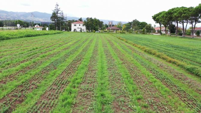 Yeşil Vatana 10 Milyon Fidan