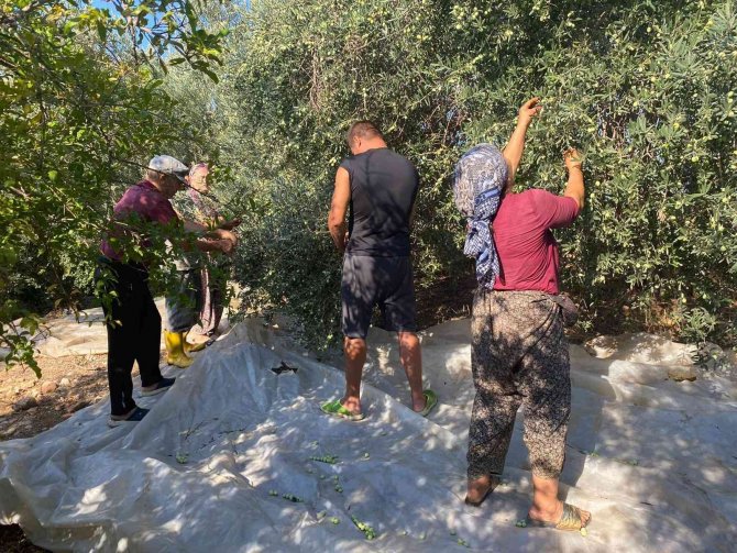 Antalya’da Zeytin Hasadı Başladı