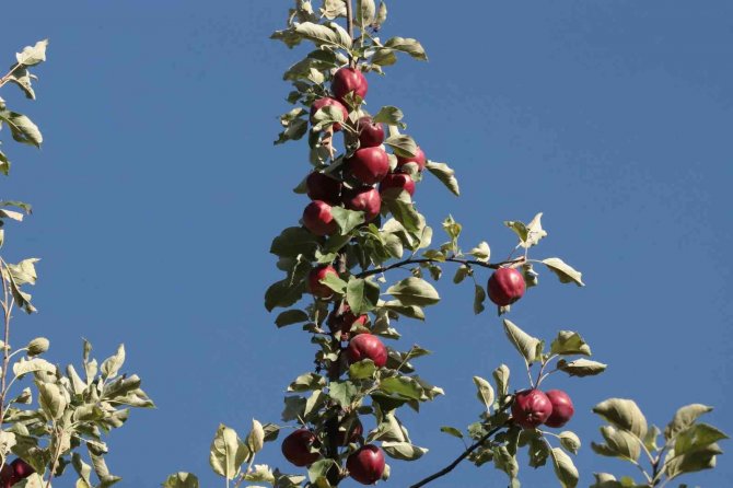 İ̇çi Kırmızı Elma Kanser Hastalarına Şifa