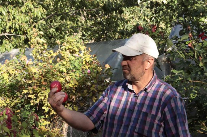 İ̇çi Kırmızı Elma Kanser Hastalarına Şifa