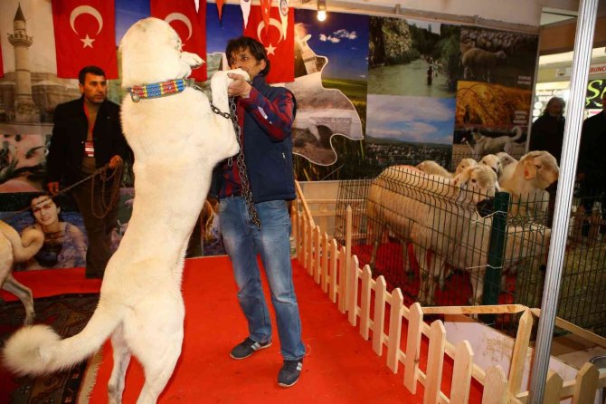 Sivas’ın Tüm Renkleri Ankara’ya Taşınıyor