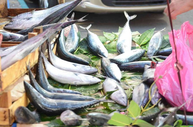 Tekirdağ’da Palamudun Tanesi İriliğine Göre 25 Ve 50 Tl’ye Kadar Düştü