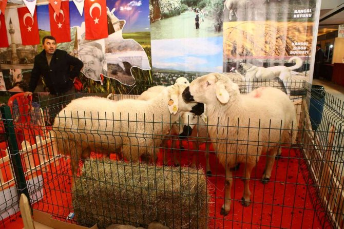 Sivas’ın Tüm Renkleri Ankara’ya Taşınıyor