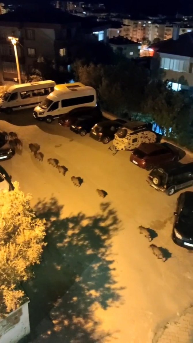 Bursa’da Domuz Sürüsü Şehir Merkezine İndi