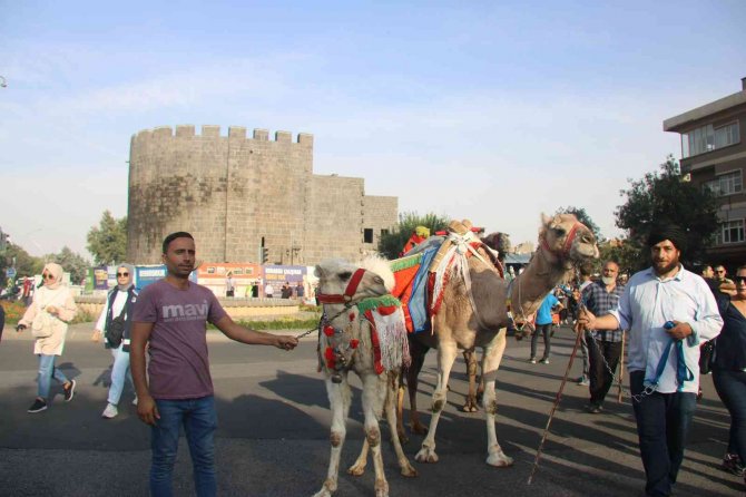 Develerle Sokaklarda Taşındı, Diyarbakır 12. Karpuz Festivalini Coşkuyla Kutladı