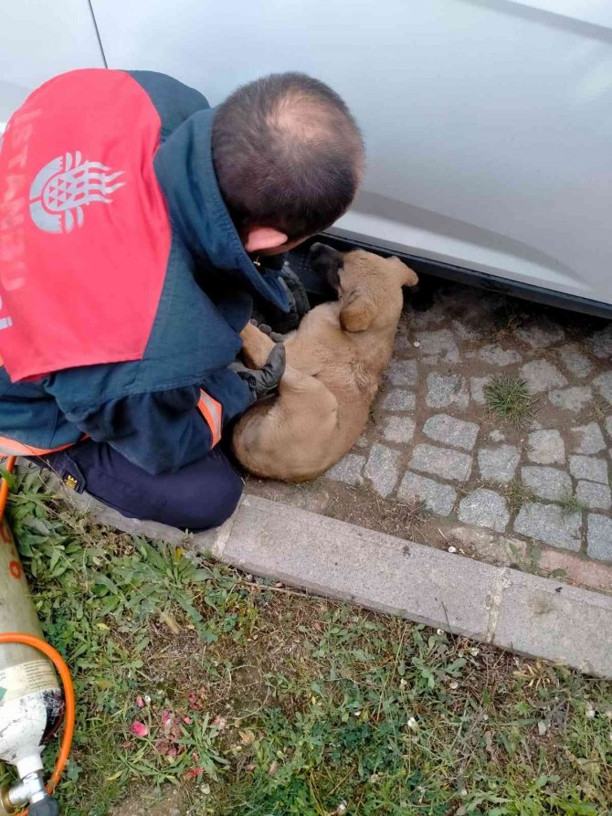 Araç Altına Sıkışan Yavru Köpeği İtfaiye Ekipleri Kurtardı