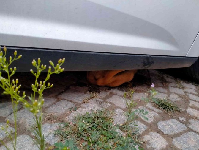 Araç Altına Sıkışan Yavru Köpeği İtfaiye Ekipleri Kurtardı