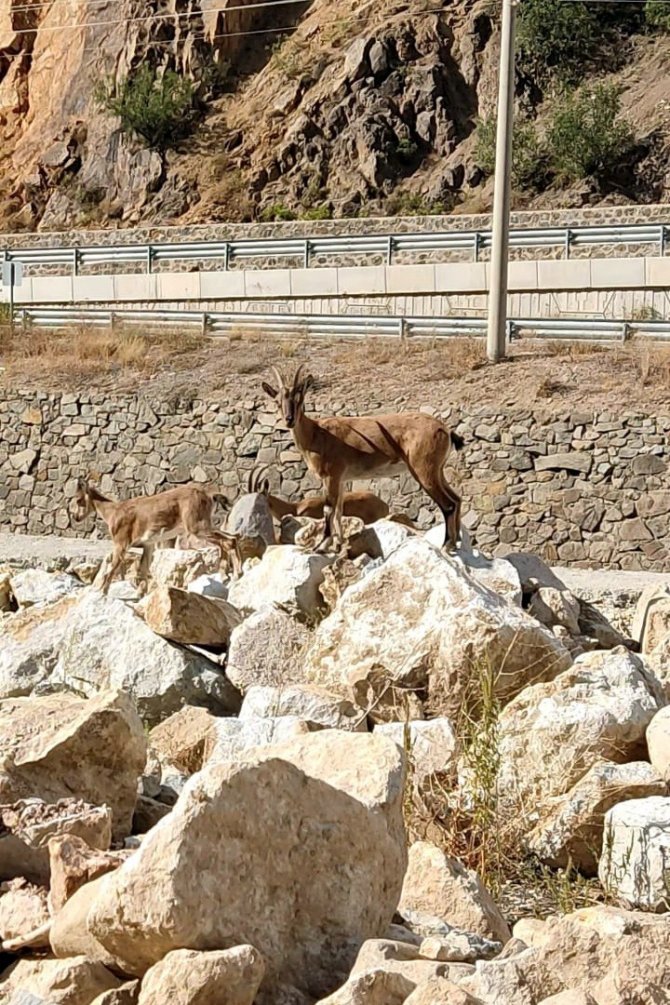 Yaban Keçileri Torul İlçe Merkezine İndi