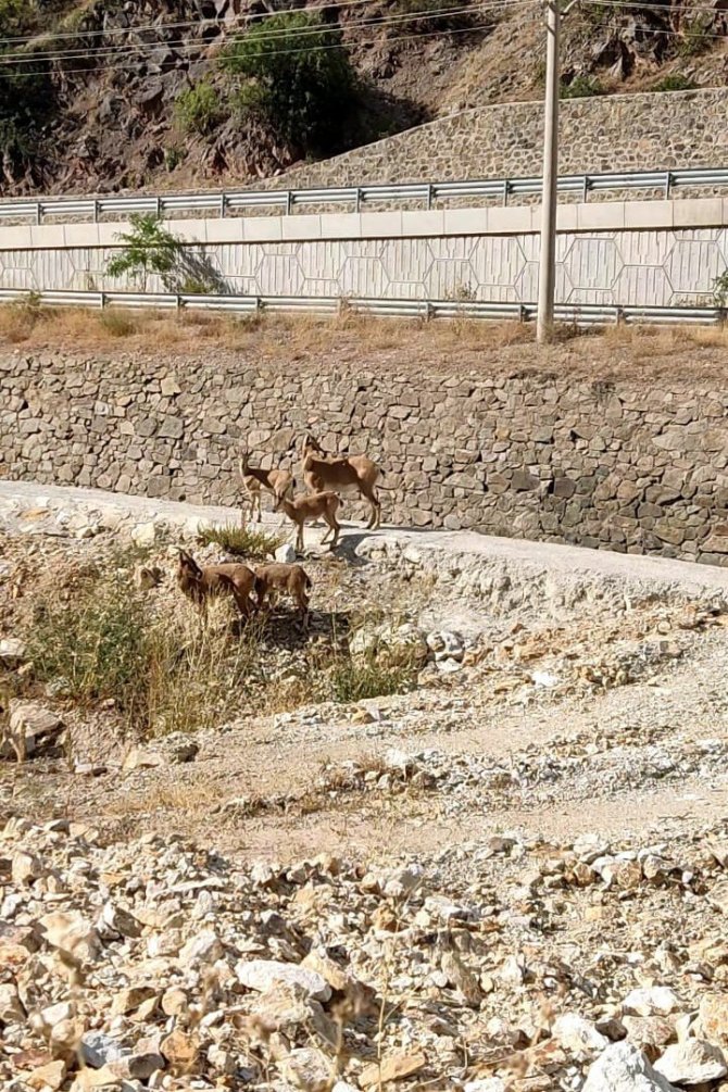 Yaban Keçileri Torul İlçe Merkezine İndi