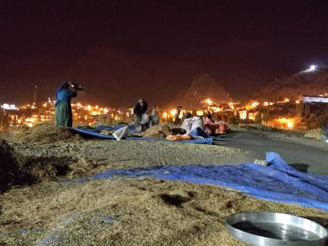 Çukurca’da 49 Nolu Sınır Taşında Pirinç Hasadı