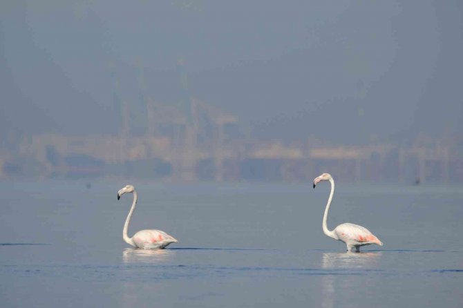 Onlar İ̇zmit Körfezi’nin Sevimli Misafirleri