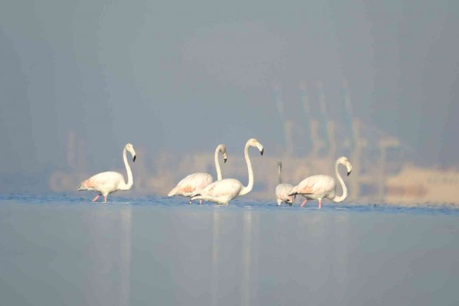 Onlar İ̇zmit Körfezi’nin Sevimli Misafirleri