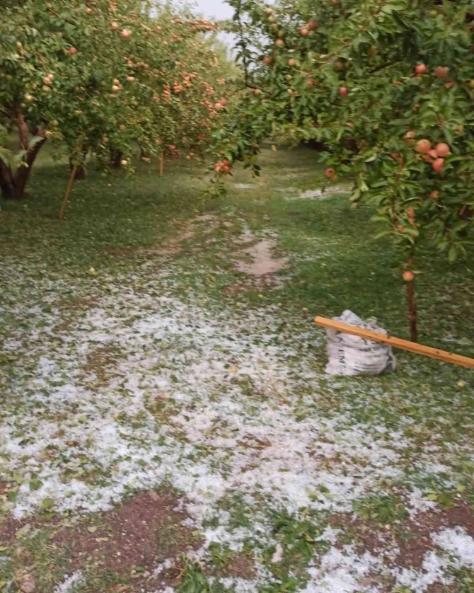 Çamardı’da Dolu Yağışı Elmalara Zarar Verdi