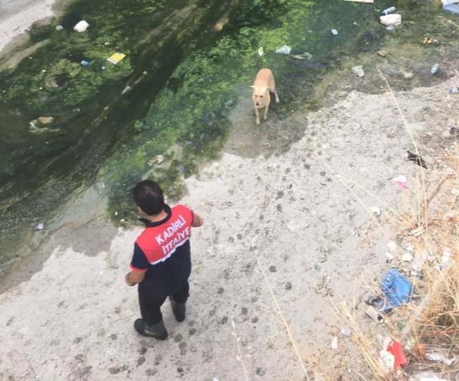 Derede Mahsur Kalan Köpeği İtfaiye Kurtardı