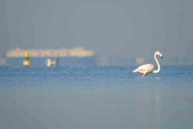 Onlar İ̇zmit Körfezi’nin Sevimli Misafirleri