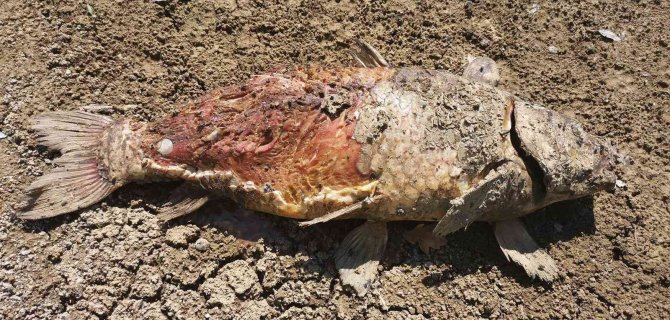 Balıklar Kıyıya Vurdu, Ölüm İddiaları Korkuttu