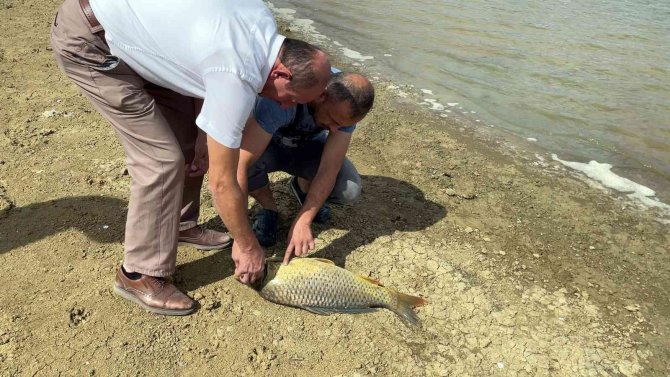 Balıklar Kıyıya Vurdu, Ölüm İddiaları Korkuttu