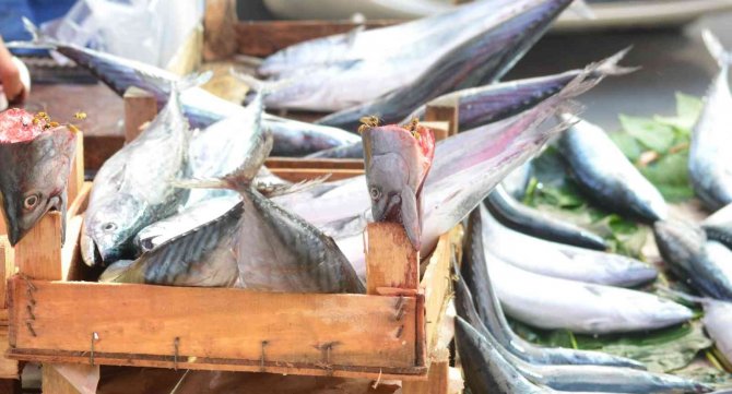 Tekirdağ’da Palamudun Tanesi İriliğine Göre 25 Ve 50 Tl’ye Kadar Düştü