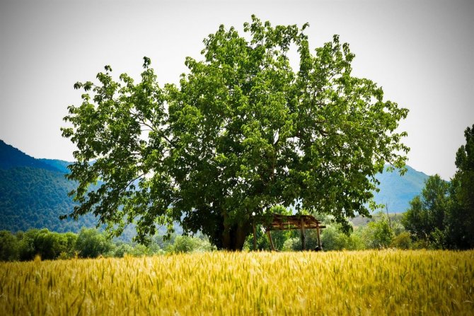 Tmo Alımları Bilecik’te Rekor Kırdı