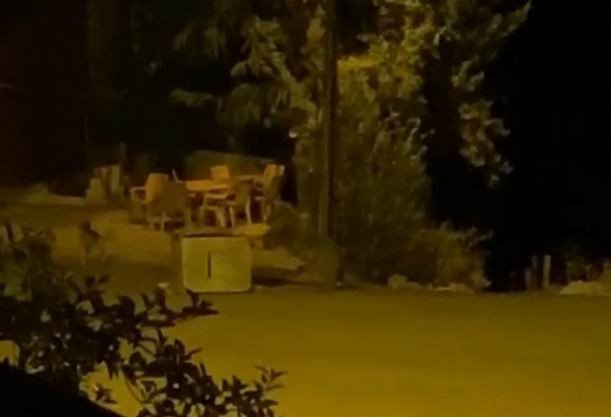 Tunceli’de Ayılar Kenti Mesken Tuttu