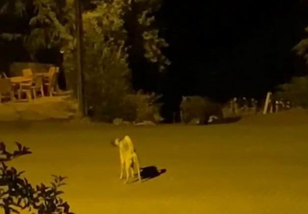 Tunceli’de Ayılar Kenti Mesken Tuttu