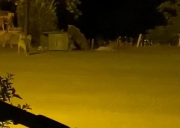 Tunceli’de Ayılar Kenti Mesken Tuttu