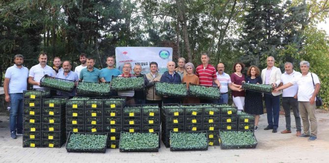 Yalovalı Çiftçilere Kışlık Pazı Ve Karalahana Fidesi Dağıtıldı