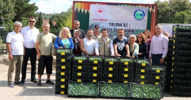 Yalovalı Çiftçilere Kışlık Pazı Ve Karalahana Fidesi Dağıtıldı