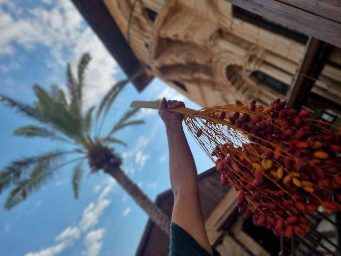 Tarihi "Hurmalı Konak"ta Hurma Hasadı